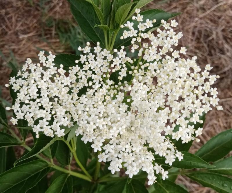 3 Bedroom Property for Sale in Oudtshoorn Rural Western Cape